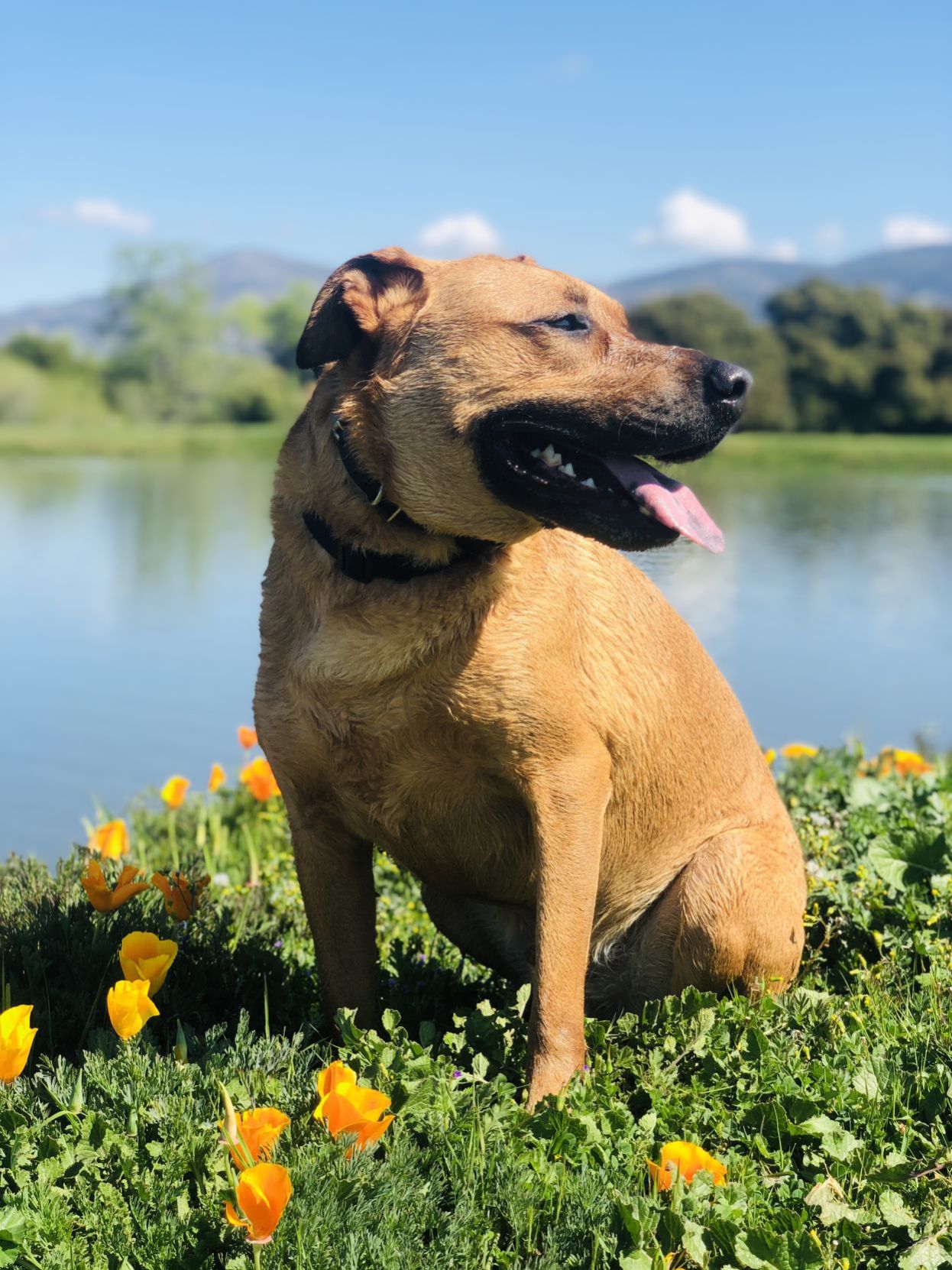 Sampson